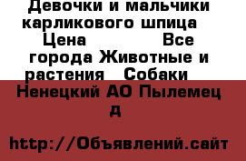 Девочки и мальчики карликового шпица  › Цена ­ 20 000 - Все города Животные и растения » Собаки   . Ненецкий АО,Пылемец д.